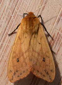 Isabelline Tiger